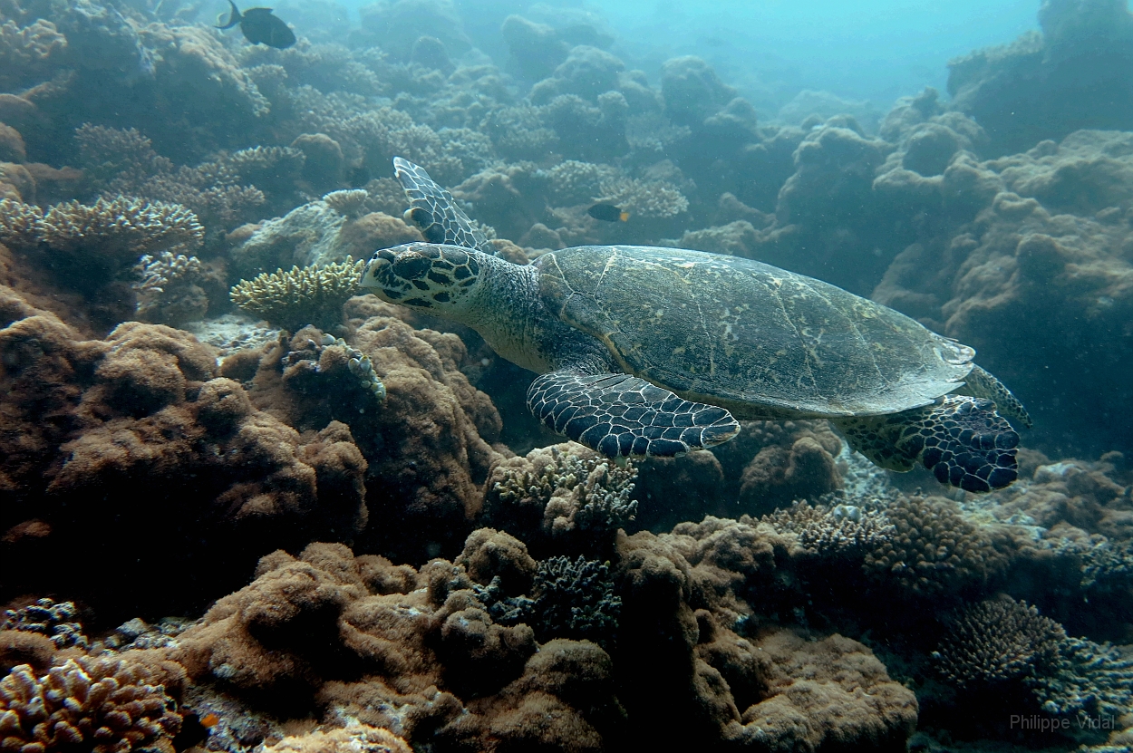 Velidhu - 2013_03_11 - IMG_0556rf_Tortue imbriquee_Kuda reef_Plongee.jpg